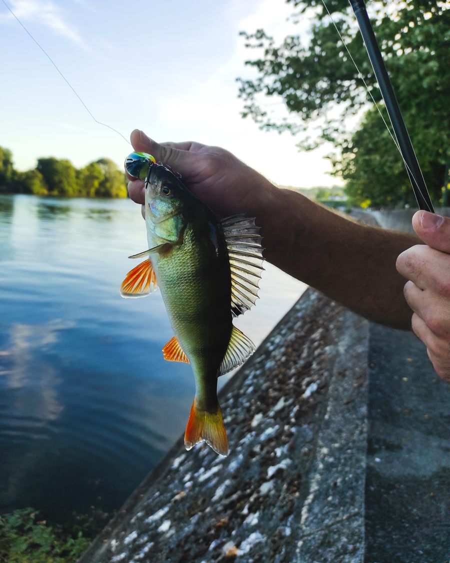 Yellow perch held up after a riverbank catch