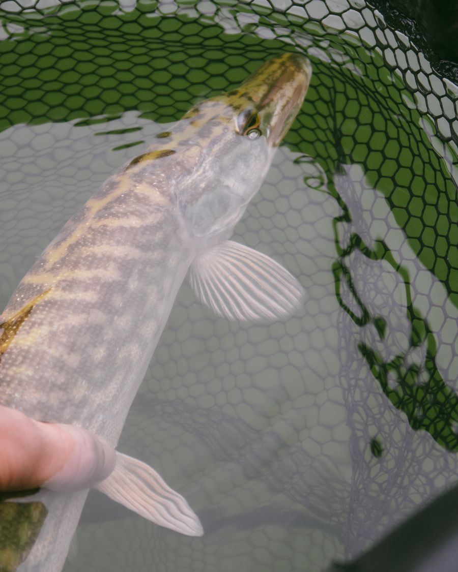 Northern pike in a landing net